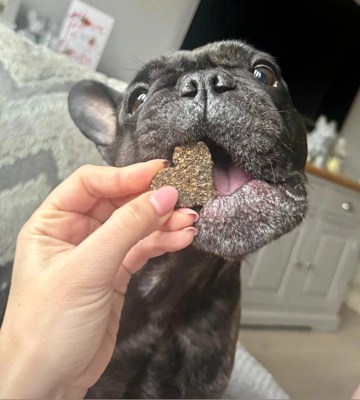 Gourmet Natural Dog Treats