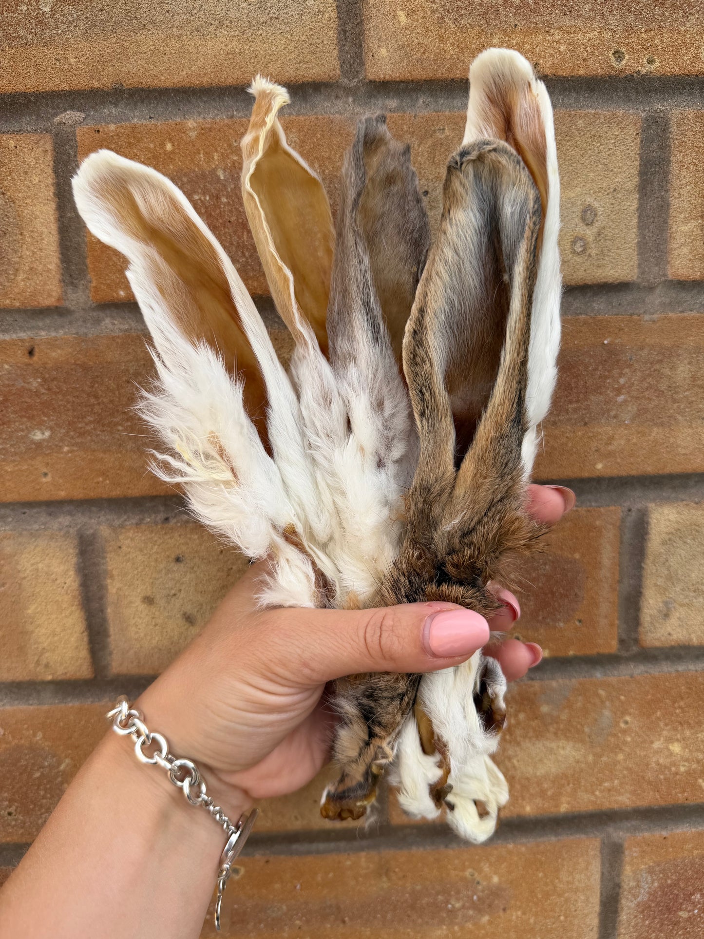 Hairy Rabbit Ears