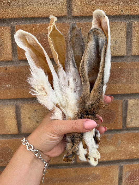 Hairy Rabbit Ears